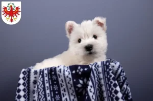 Mehr über den Artikel erfahren Westie Züchter und Welpen in Tirol