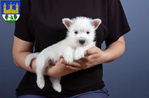 Mehr über den Artikel erfahren Westie Züchter und Welpen in Tirschenreuth