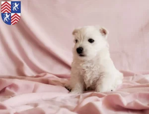 Mehr über den Artikel erfahren Westie Züchter und Welpen in Torgau