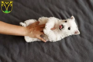 Mehr über den Artikel erfahren Westie Züchter und Welpen in Traunstein