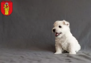 Mehr über den Artikel erfahren Westie Züchter und Welpen in Trier