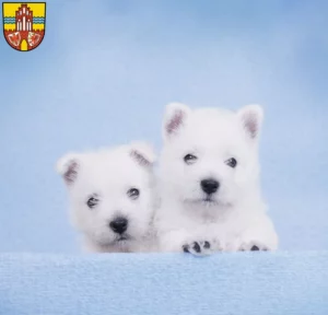 Mehr über den Artikel erfahren Westie Züchter und Welpen in der Uckermark