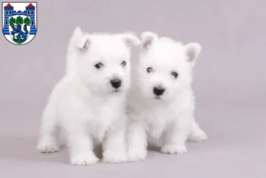 Mehr über den Artikel erfahren Westie Züchter und Welpen in Uelzen