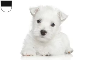 Mehr über den Artikel erfahren Westie Züchter und Welpen in Ulm