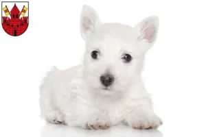 Mehr über den Artikel erfahren Westie Züchter und Welpen in Unna