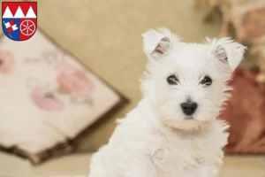 Mehr über den Artikel erfahren Westie Züchter und Welpen in Unterfranken