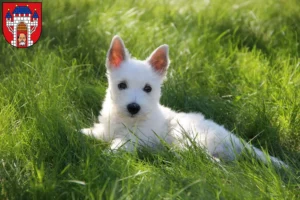Mehr über den Artikel erfahren Westie Züchter und Welpen in Vechta