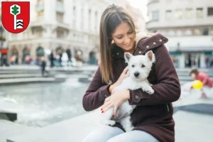 Mehr über den Artikel erfahren Westie Züchter und Welpen in Velbert