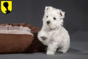 Mehr über den Artikel erfahren Westie Züchter und Welpen in Villach