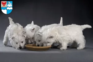 Mehr über den Artikel erfahren Westie Züchter und Welpen in Villingen-Schwenningen