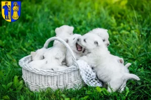 Mehr über den Artikel erfahren Westie Züchter und Welpen in Waldshut-Tiengen