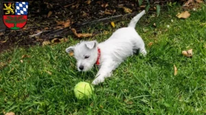 Mehr über den Artikel erfahren Westie Züchter und Welpen in Weiden in der Oberpfalz
