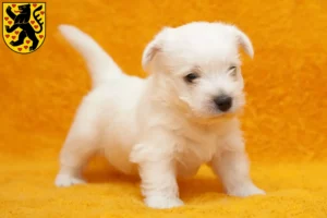 Mehr über den Artikel erfahren Westie Züchter und Welpen in Weimar