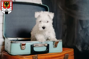 Mehr über den Artikel erfahren Westie Züchter und Welpen in Weißenburg in Bayern