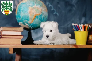 Mehr über den Artikel erfahren Westie Züchter und Welpen in Westerstede