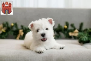 Mehr über den Artikel erfahren Westie Züchter und Welpen in Wildeshausen