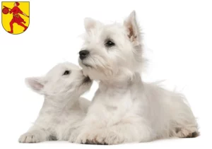 Mehr über den Artikel erfahren Westie Züchter und Welpen in Wilhelmshaven