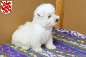Mehr über den Artikel erfahren Westie Züchter und Welpen in Winterthur
