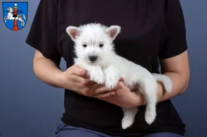 Mehr über den Artikel erfahren Westie Züchter und Welpen in Wolfenbüttel