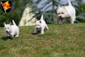 Mehr über den Artikel erfahren Westie Züchter und Welpen in Würzburg