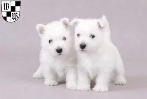 Mehr über den Artikel erfahren Westie Züchter und Welpen in Wunsiedel