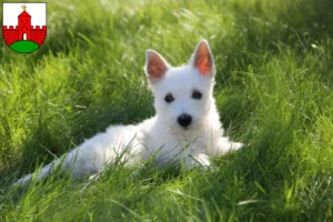 Mehr über den Artikel erfahren Westie Züchter und Welpen in Zirndorf