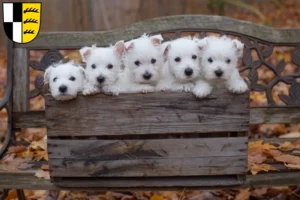Mehr über den Artikel erfahren Westie Züchter und Welpen im Zollernalbkreis