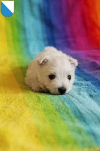 Mehr über den Artikel erfahren Westie Züchter und Welpen in Zürich