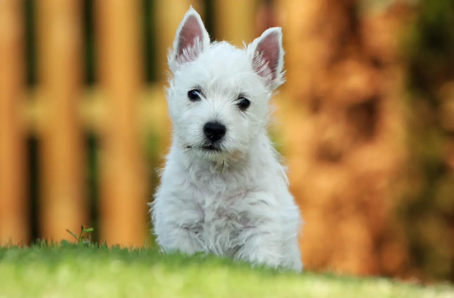 Einen Westie Welpen zu kaufen, bedeutet Verantwortung zu übernehmen! Westie Welpen kaufen.