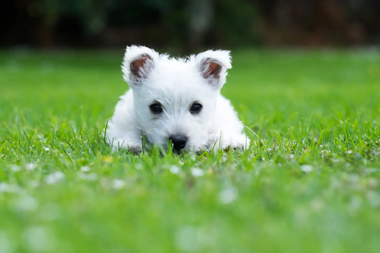 Einen Westie Welpen zu kaufen, bedeutet Verantwortung zu übernehmen! Westie Welpen kaufen.