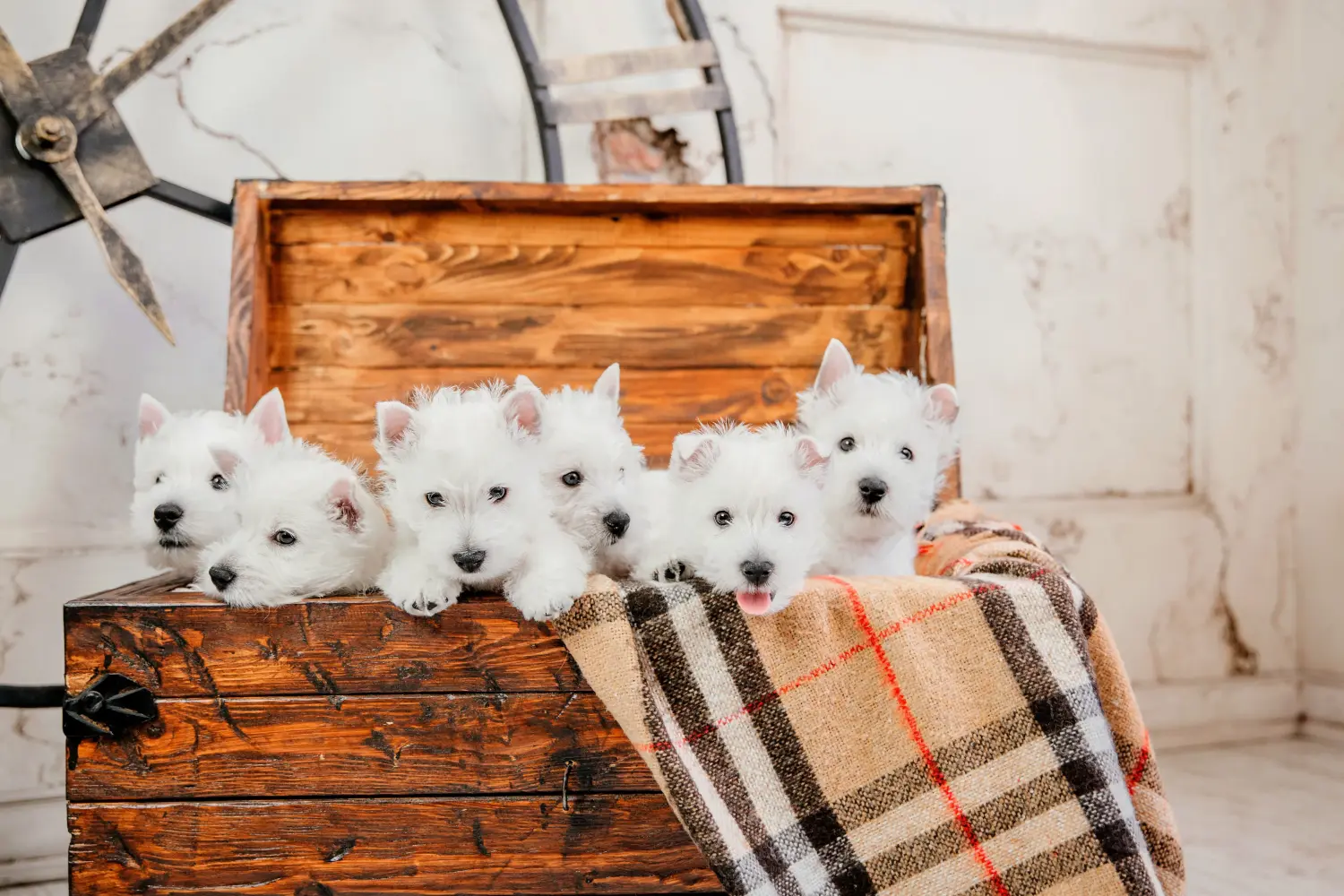Einen Westie Welpen zu kaufen, bedeutet Verantwortung zu übernehmen! Westie Welpen kaufen.