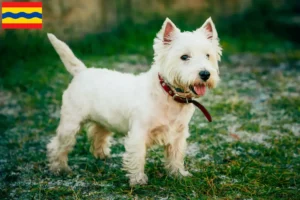 Mehr über den Artikel erfahren Westie Züchter und Welpen in Overijssel