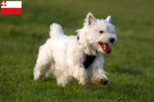 Mehr über den Artikel erfahren Westie Züchter und Welpen in Utrecht