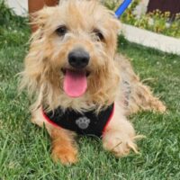 SAMMY - ‼️Zuhause oder Pflegestelle gesucht‼️