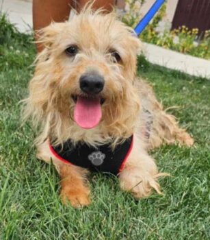 SAMMY - ‼️Zuhause oder Pflegestelle gesucht‼️