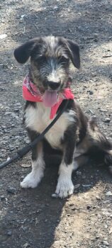 HAPPY, 10 Mon. alte Mix-Hündin, extrem verschmuster Familienhund, gerne zu Kindern, Katzen, Hunden