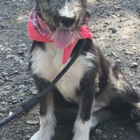 HAPPY, 10 Mon. alte Mix-Hündin, extrem verschmuster Familienhund, gerne zu Kindern, Katzen, Hunden