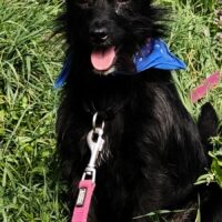 RIKO, 8 Mon.35 cm quirliger Hundebub, sehr lieb, auch mit Katzen, Kindern und Hunden