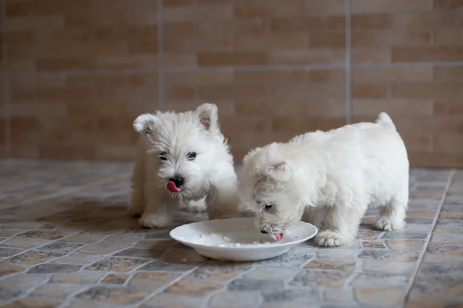 Einen Westie Welpen zu kaufen, bedeutet Verantwortung zu übernehmen! Westie Welpen kaufen.