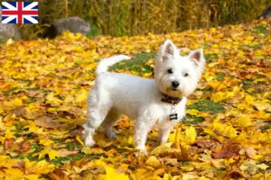 Mehr über den Artikel erfahren Westie Züchter und Welpen in Großbritannien