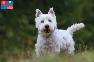Mehr über den Artikel erfahren Westie Züchter und Welpen in Karlsbad