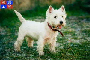 Mehr über den Artikel erfahren Westie Züchter und Welpen in Liberec