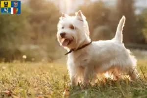 Mehr über den Artikel erfahren Westie Züchter und Welpen in Mähren-Schlesien