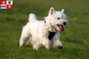 Mehr über den Artikel erfahren Westie Züchter und Welpen in Mittelböhmen