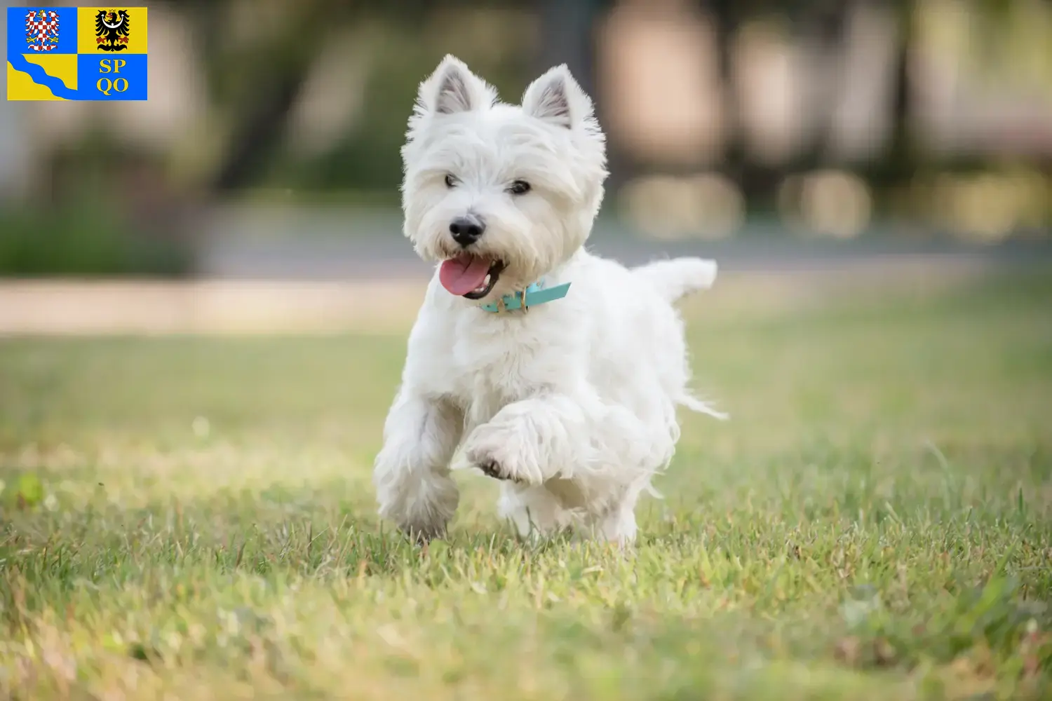 Westie Welpen und Züchter Olmütz Hier findest Du Westies Züchter in Olmütz.