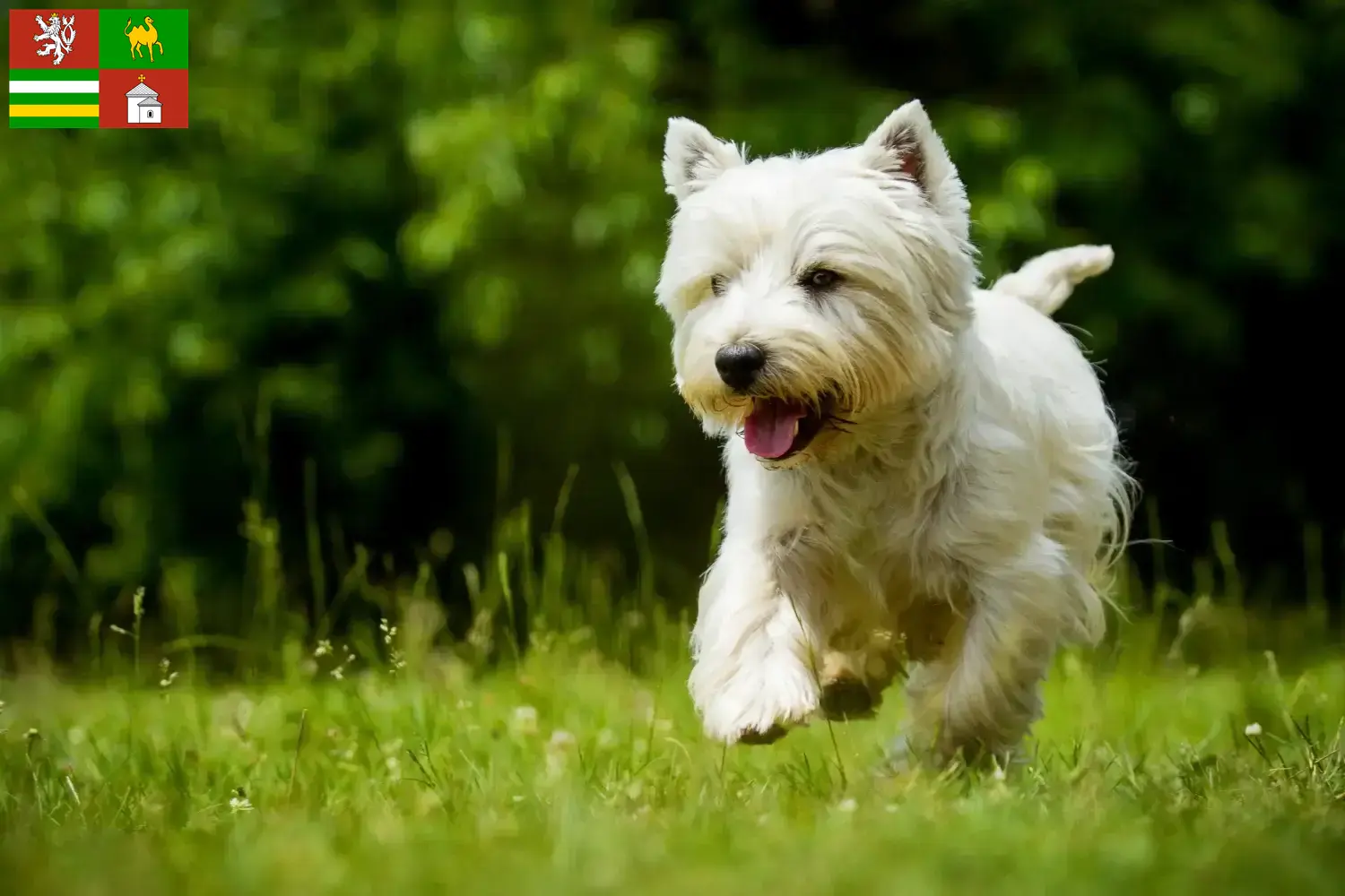 Mehr über den Artikel erfahren Westie Züchter und Welpen in Pilsen