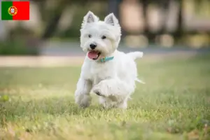 Mehr über den Artikel erfahren Westie Züchter und Welpen in Portugal