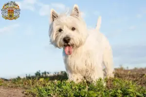 Mehr über den Artikel erfahren Westie Züchter und Welpen in Prag