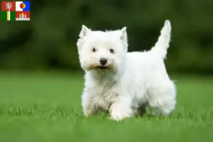 Mehr über den Artikel erfahren Westie Züchter und Welpen in Südböhmen