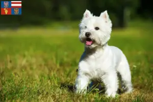 Mehr über den Artikel erfahren Westie Züchter und Welpen in Südmähren